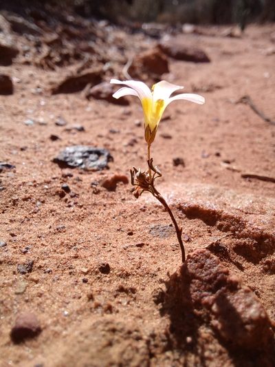 Oxalis burkei, photographed by Danie Palm