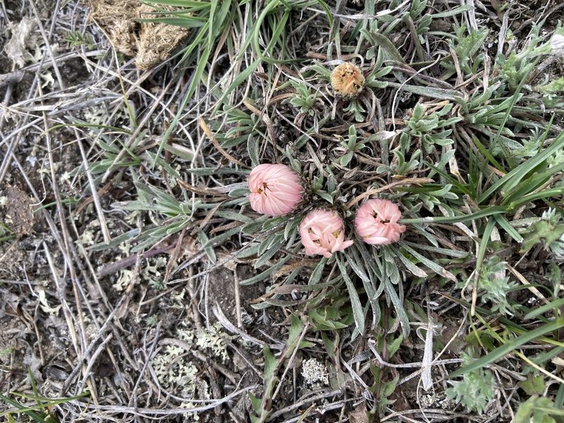 Townsendia hookeri, photographed by Caleb Catto