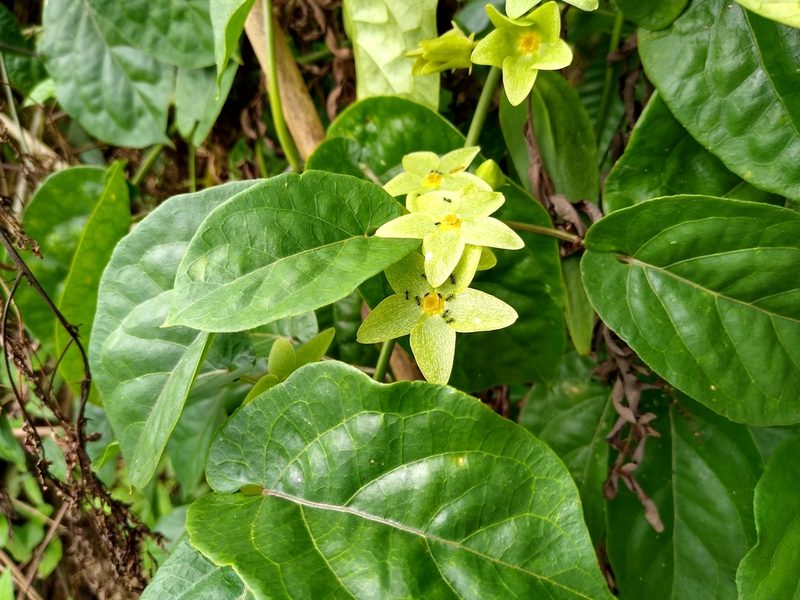 Chloropetalum denticulatum, photographed by Enrique Salazar