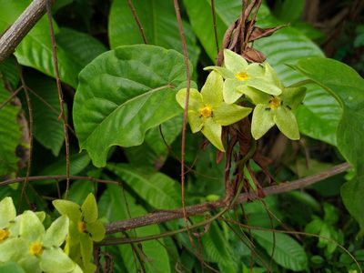 Chloropetalum denticulatum, photographed by Enrique Salazar