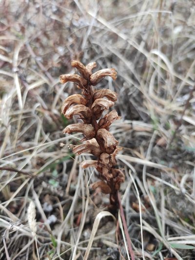 Orobanche coerulescens, photographed by Юлия