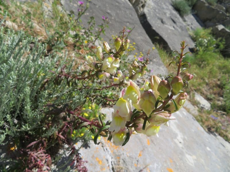 Antirrhinum siculum, photographed by Marco Mussita