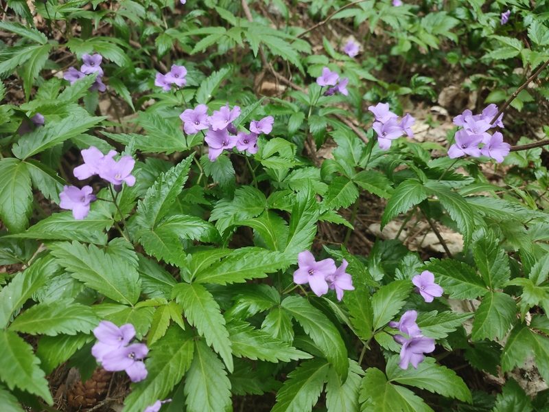 Cardamine glanduligera, photographed by xulescu_g