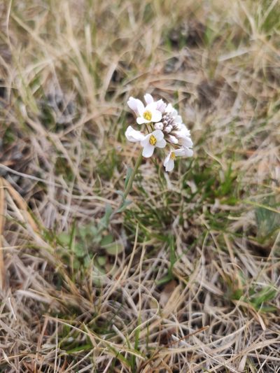Noccaea thlaspidioides, photographed by Юлия