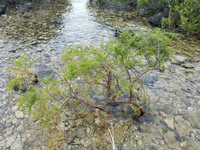 Lycium carolinianum, photographed by Leila Dasher
