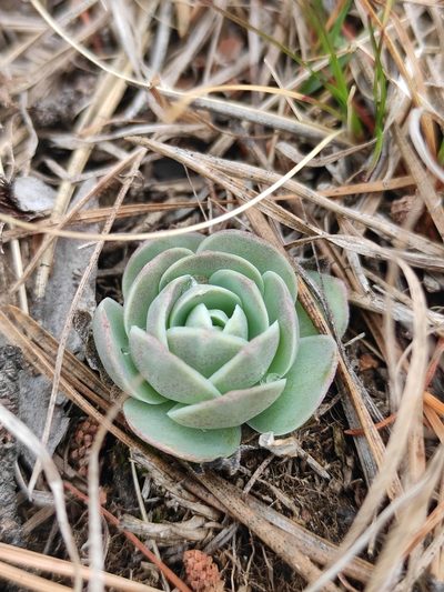 Orostachys malacophylla, photographed by Юлия