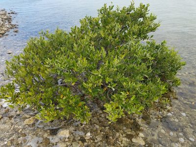 Avicennia germinans, photographed by Leila Dasher