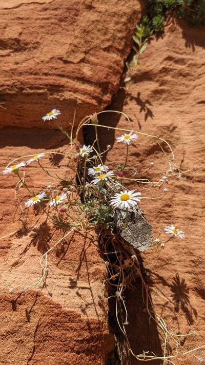 Erigeron sionis, photographed by Darrin Gobble