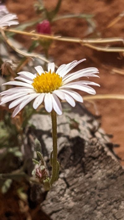 Erigeron sionis, photographed by Darrin Gobble