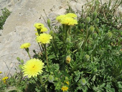 Urospermum dalechampii, photographed by Marco Mussita