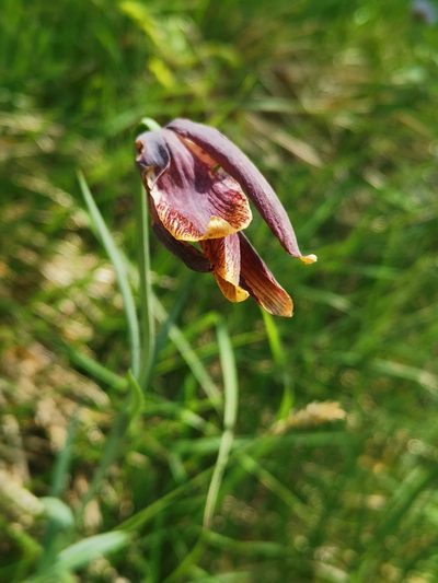 Fritillaria pyrenaica, photographed by Roland Godon