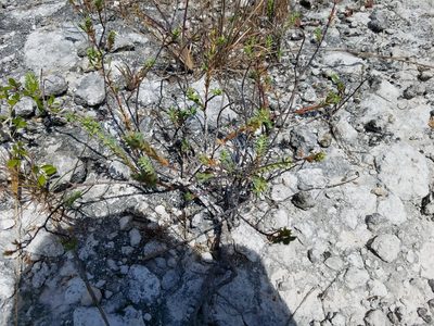 Euphorbia mesembryanthemifolia, photographed by Leila Dasher