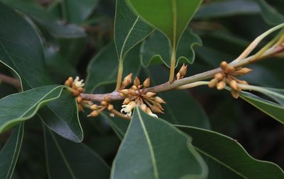 Sideroxylon salicifolium, photographed by Brian Oakes Haiti Hunter