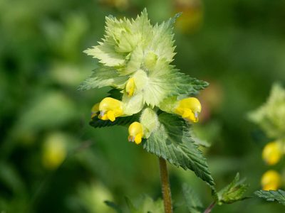 Rhinanthus alectorolophus, photographed by Andreas Stiller