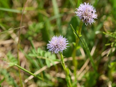 Globularia bisnagarica, photographed by Andreas Stiller