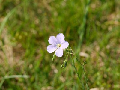 Linum perenne, photographed by Andreas Stiller