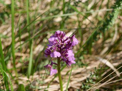 Anacamptis morio, photographed by Andreas Stiller