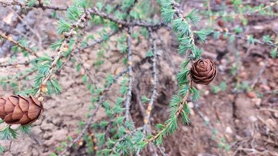 Larix sibirica, photographed by Lena Perova