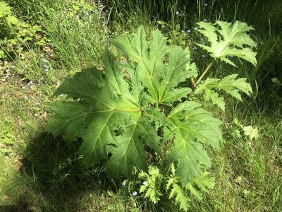 Heracleum mantegazzianum, photographed by Hannes