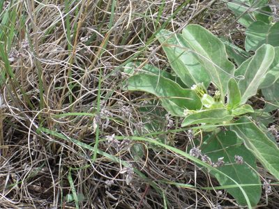 Asclepias oenotheroides, photographed by Jo Roberts