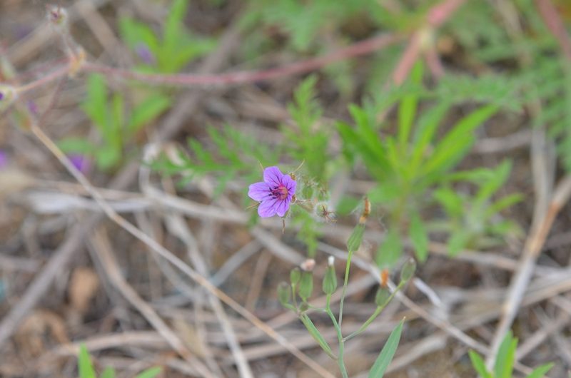 Erodium stephanianum, photographed by Zinogre
