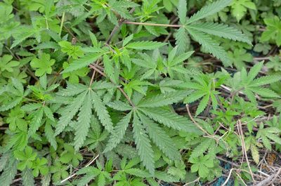 Cannabis sativa, photographed by Zinogre