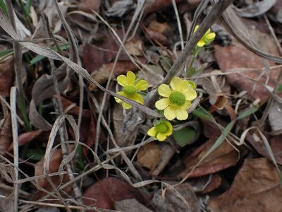 Ranunculus rhomboideus, photographed by Mary Krieger