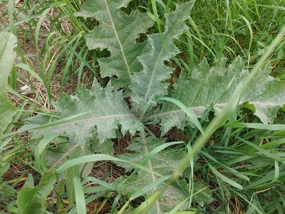 Onopordum acanthium, photographed by aga_l_