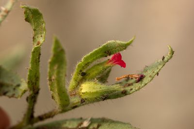Nonea caspica, photographed by Вячеслав Юсупов