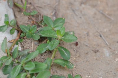 Alternanthera philoxeroides, photographed by Zinogre