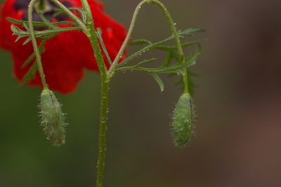 Roemeria refracta, photographed by Вячеслав Юсупов