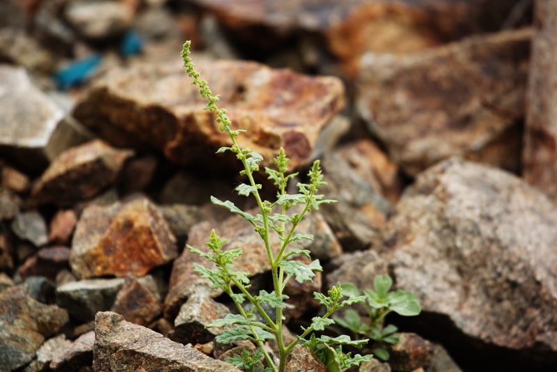 Dysphania botrys, photographed by Вячеслав Юсупов