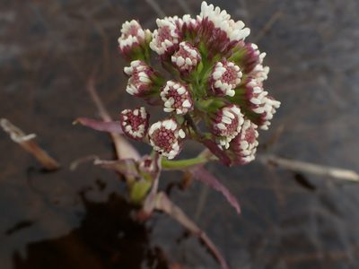 Petasites frigidus, photographed by Mary Krieger