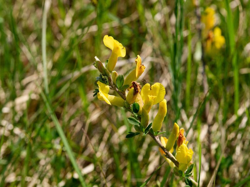Chamaecytisus ratisbonensis, photographed by Andreas Stiller