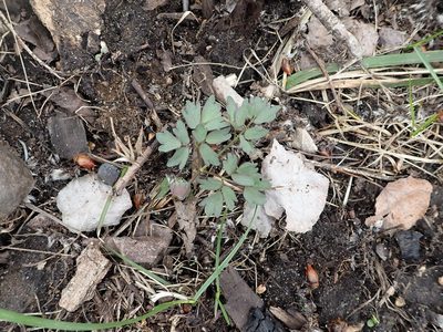 Thalictrum dasycarpum, photographed by Mary Krieger