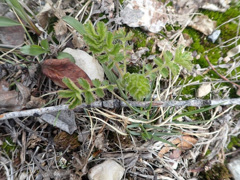 Drymocallis arguta, photographed by Mary Krieger