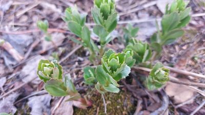 Hylotelephium telephium, photographed by Lena Perova