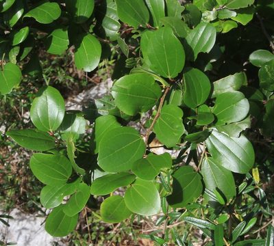 Sarcomphalus domingensis, photographed by Brian Oakes Haiti Hunter