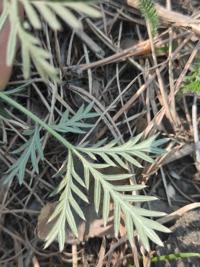 Potentilla tergemina, photographed by Юлия