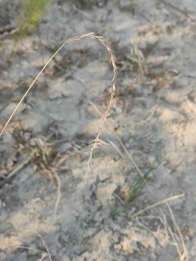 Elymus sibiricus, photographed by Юлия