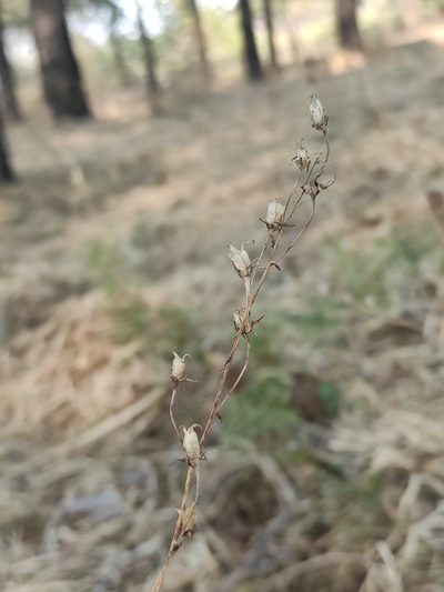 Anticlea sibirica, photographed by Юлия