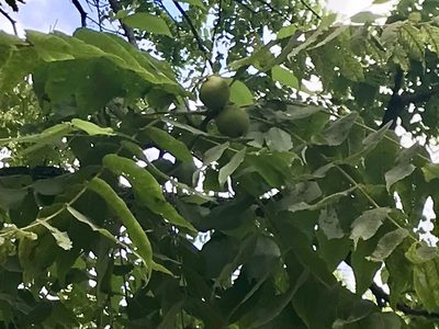 Juglans mollis, photographed by Adriana Nelly Correa Sandoval