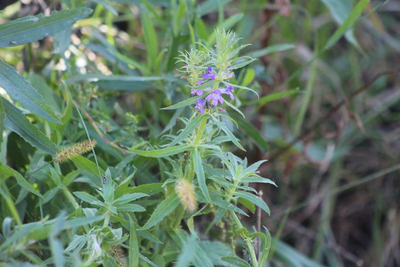 Stemodia lanceolata, photographed by demianlescano
