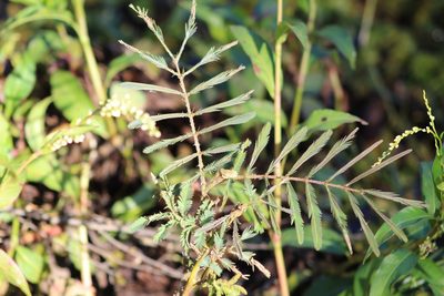 Mimosa pigra, photographed by demianlescano
