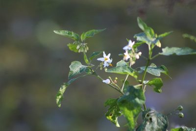 Solanum chenopodioides, photographed by demianlescano