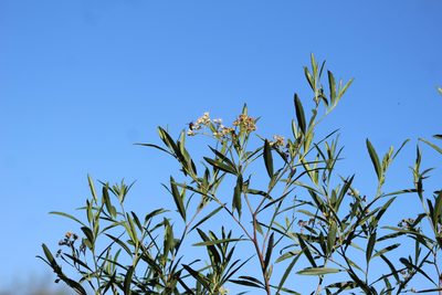Baccharis salicifolia, photographed by demianlescano