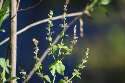 Cantinoa mutabilis, photographed by demianlescano