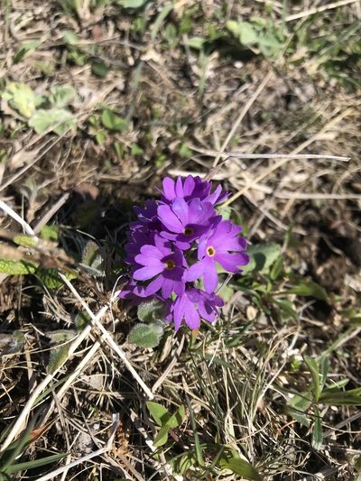 Primula algida, photographed by Yuliana Leshchenko