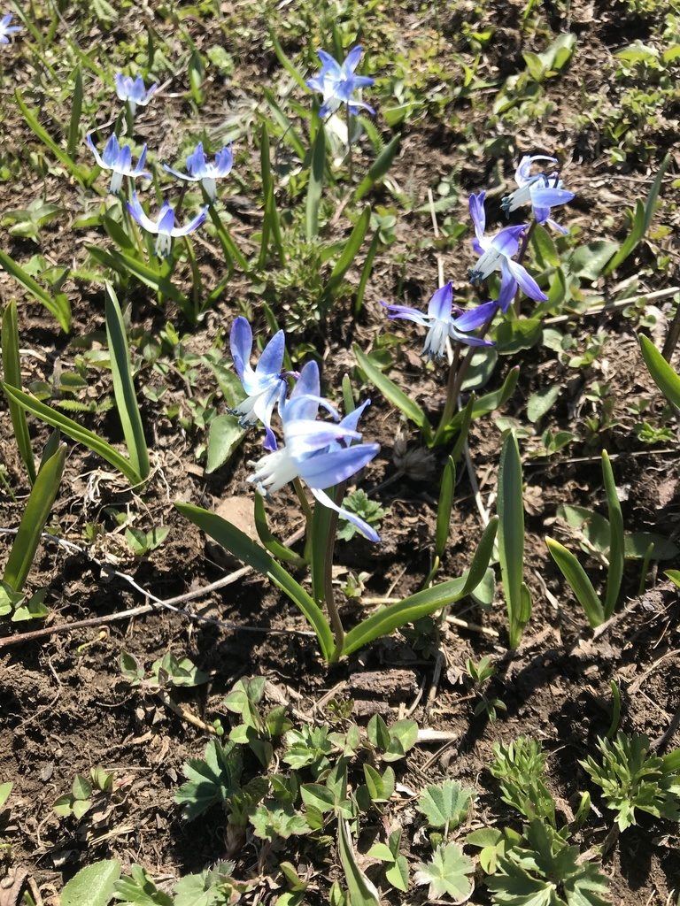 Scilla rosenii, photographed by Yuliana Leshchenko