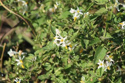 Solanum chenopodioides, photographed by demianlescano